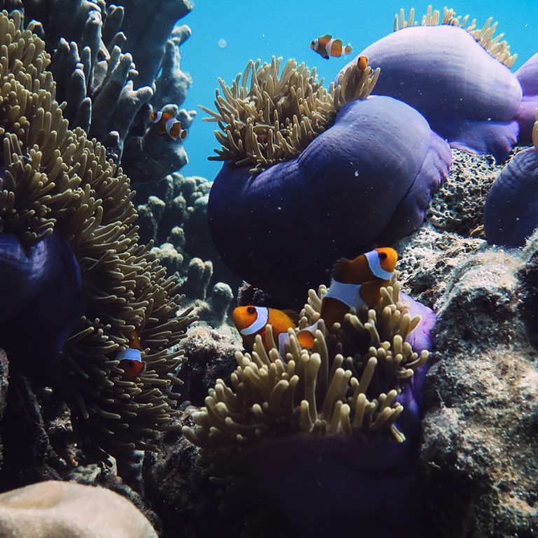 Finding Nemo